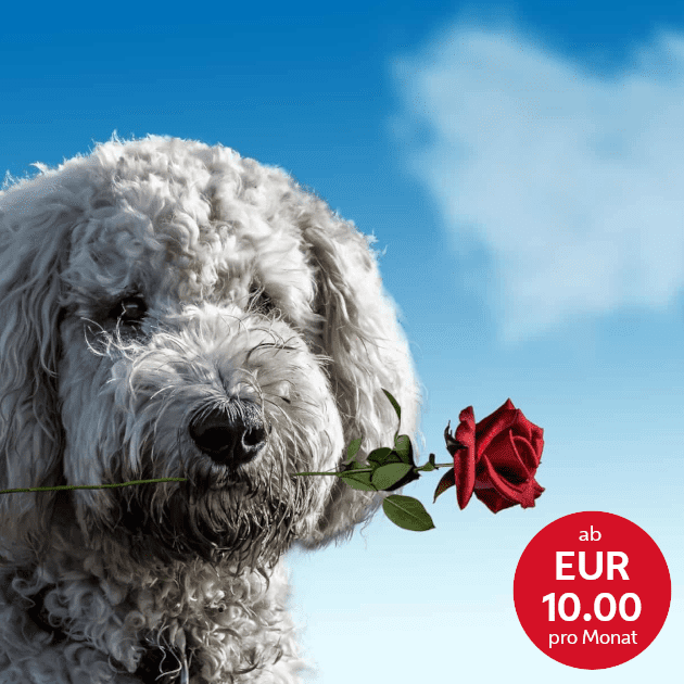 hunde-mit-rose-im-maul