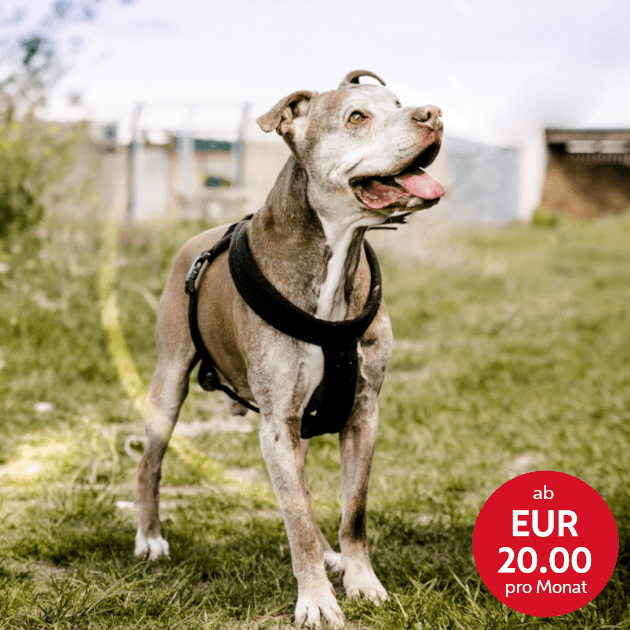 alter-hund-in-der-hundeauslaufzone