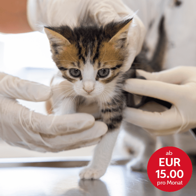 katze-bei-erstuntersuchung-in-tierklinik