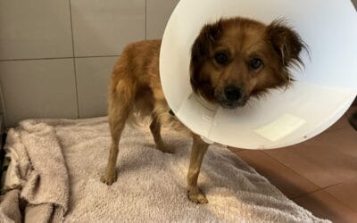 Frisch amputierter Hund in Wien gefunden