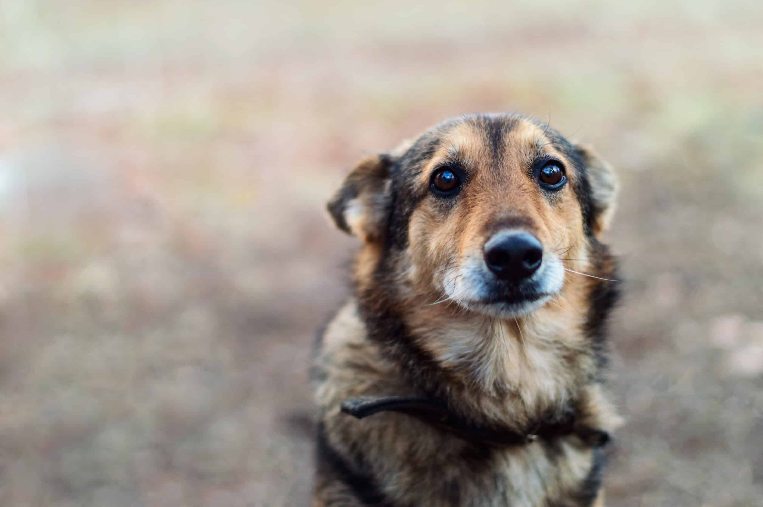Homeless abandoned stray dog with very sad smart eyes