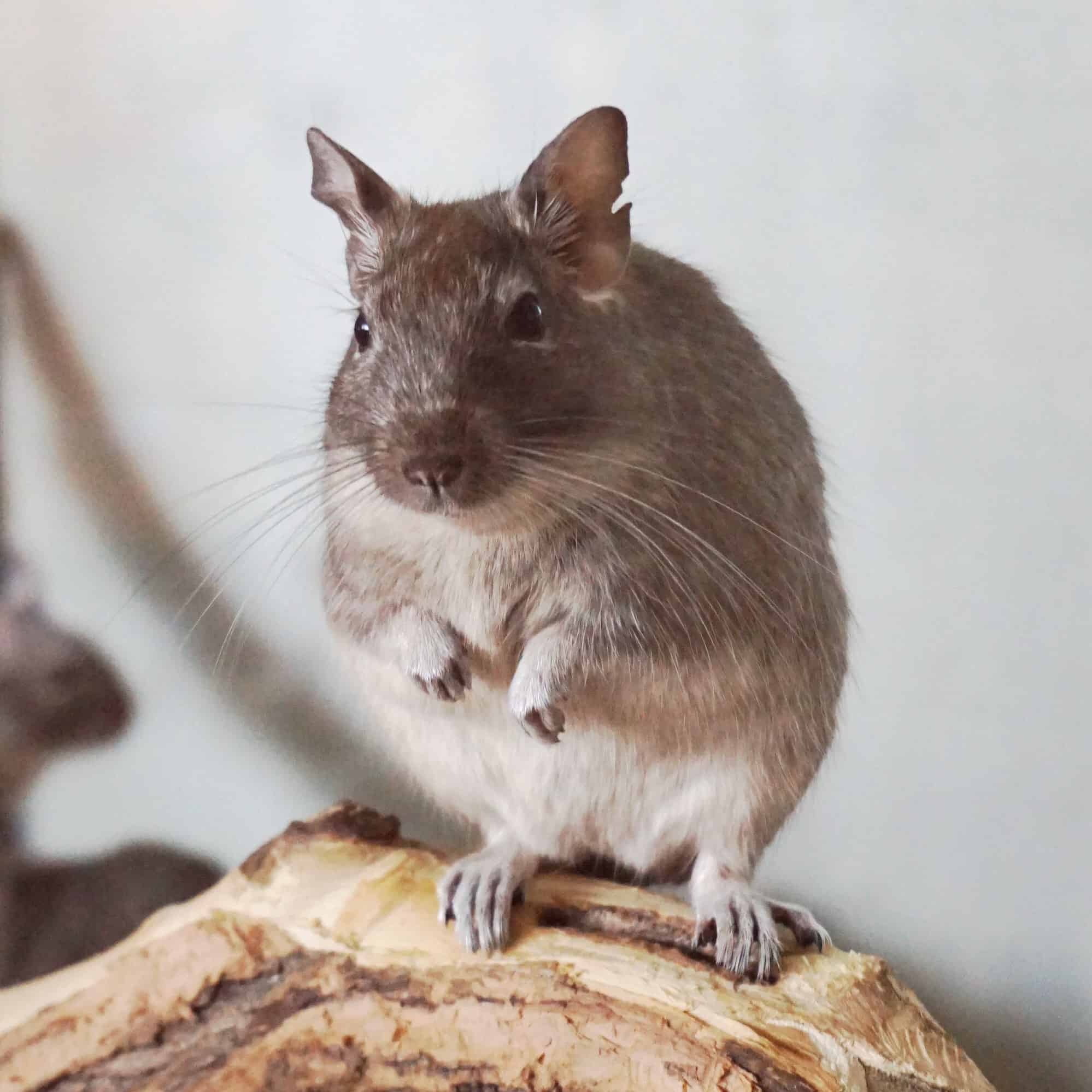 Degus
