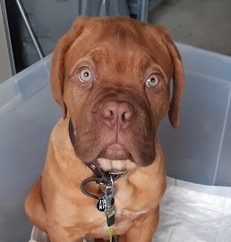 Bordeauxdogge Hubert