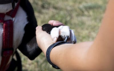 Hundeabgabe entfällt bei Adoption von TQT-Hunden