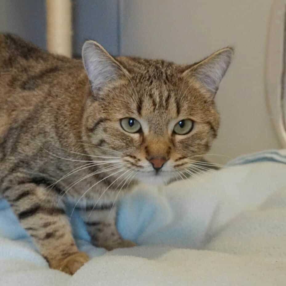 Eine Katze liegt auf ihrem Bett.