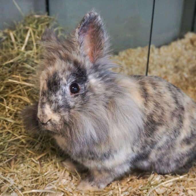 Ein Kaninchen sitzt auf Heu.