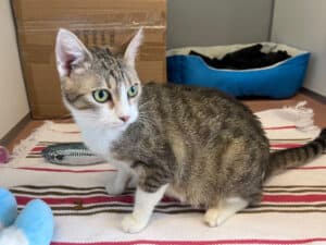 tierquartier-wien-katze-peach