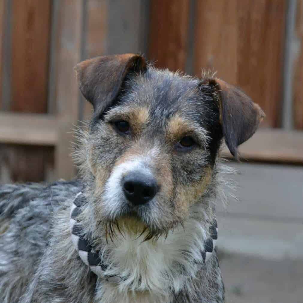 Ein Hund sitzt auf der Wiese.