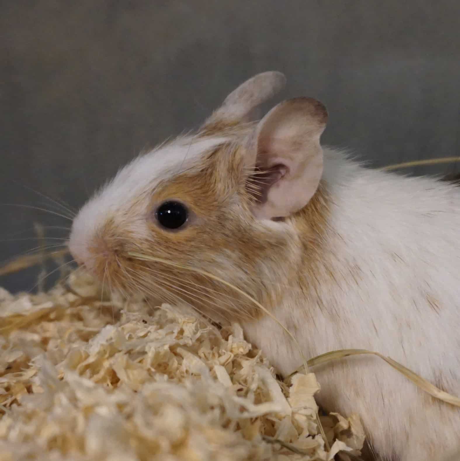 Degu_Alfred