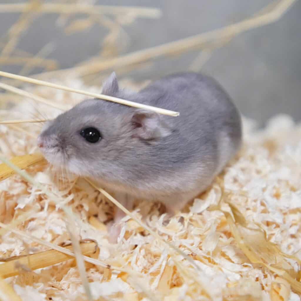 Ein Kaninchen sitzt auf Heu.