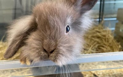 Erschütternd: Kaninchen in Wiener Park ausgesetzt