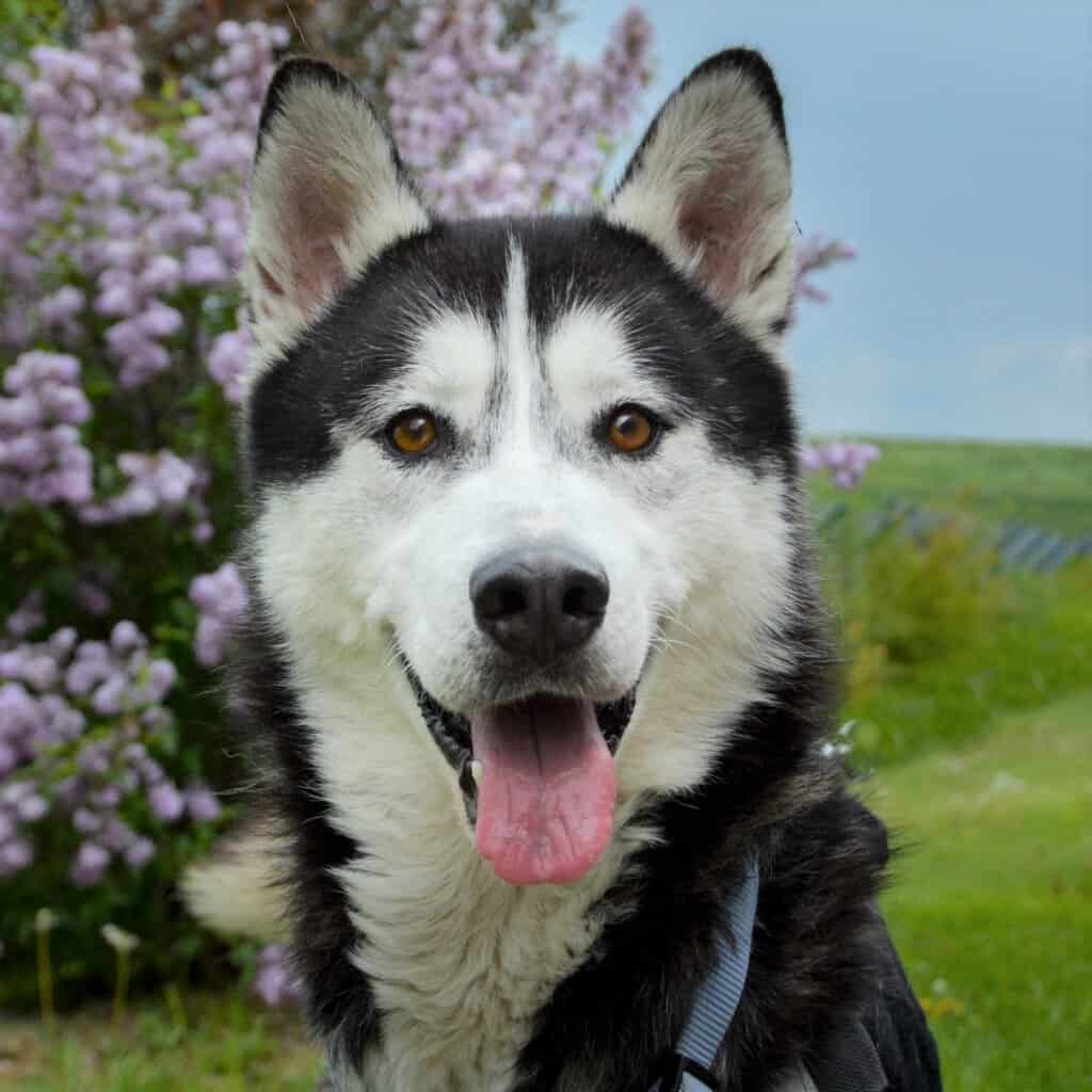 Ein Hund sitzt auf der Wiese.