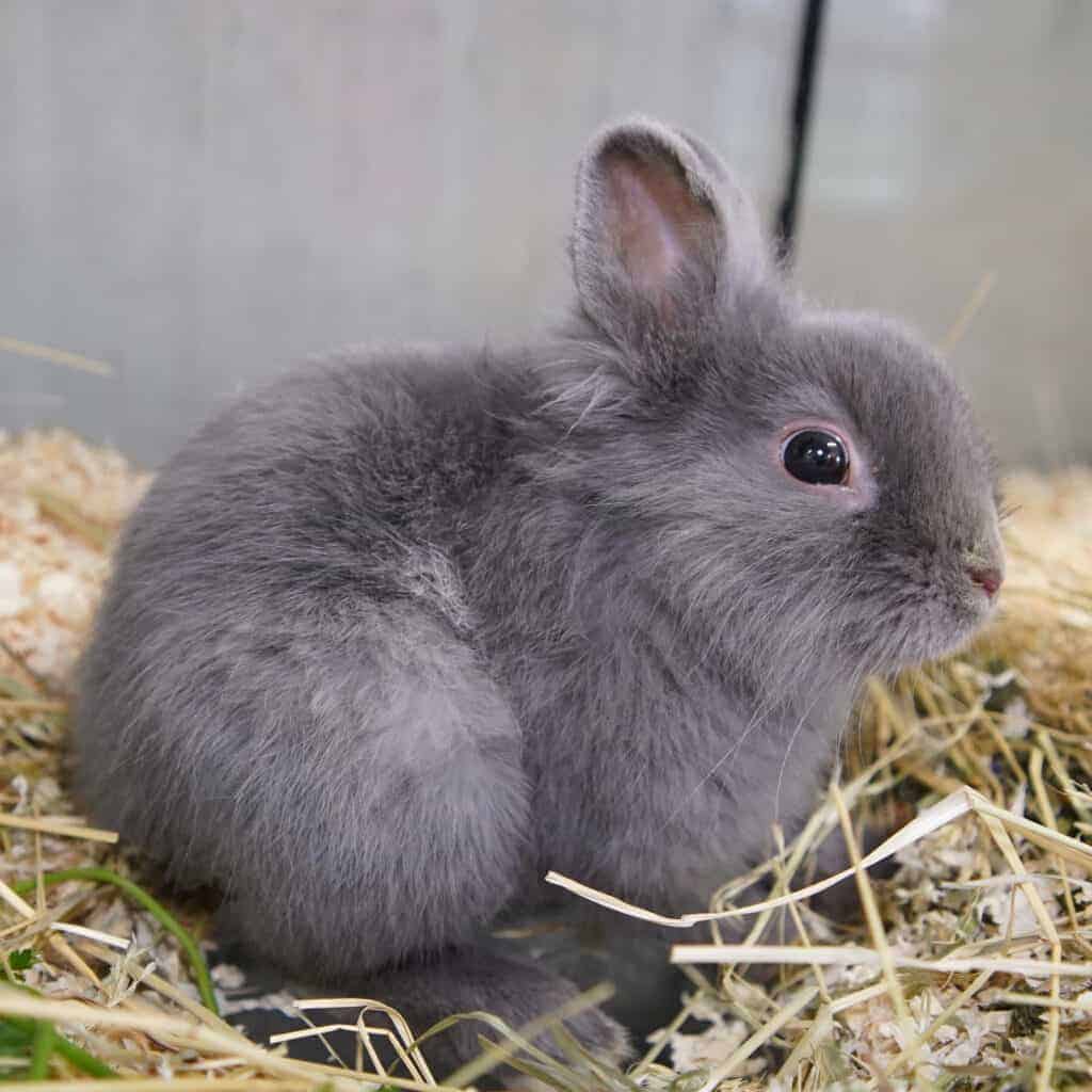 Ein Kaninchen sitzt auf Heu.