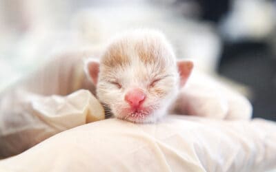 Neugeborenes Kätzchen zum Sterben ausgesetzt