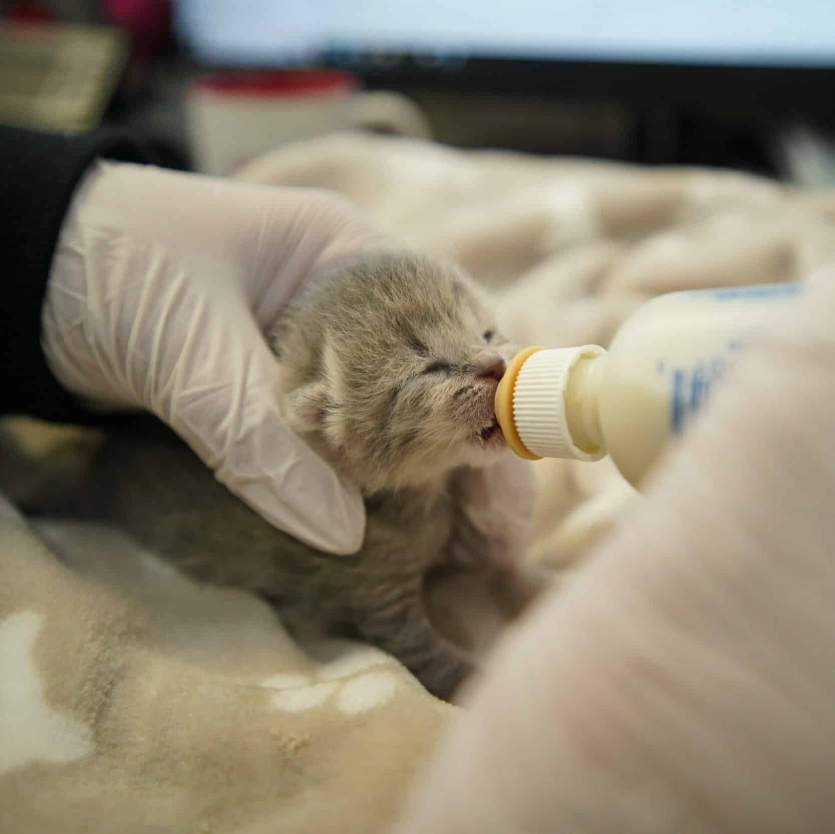 Hilfe für Katzenkitten