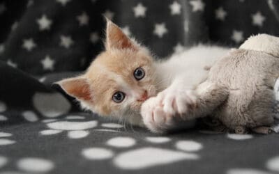 Weltkatzentag: Kätzchen Camy hat es geschafft!