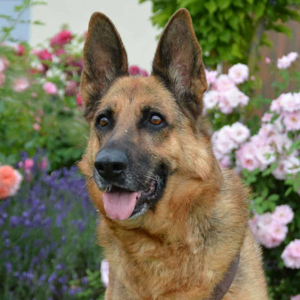 Ein Hund sitzt auf der Wiese.