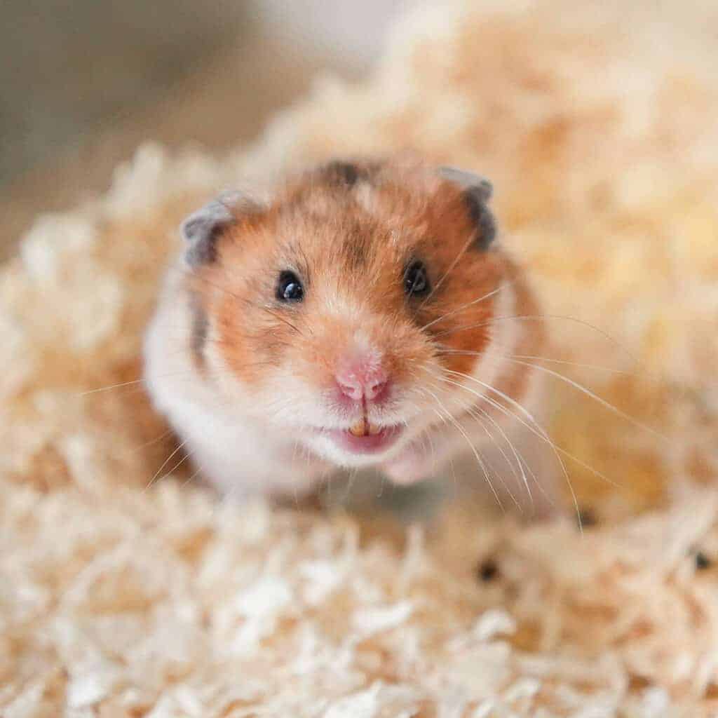 Ein Kaninchen sitzt auf Heu.