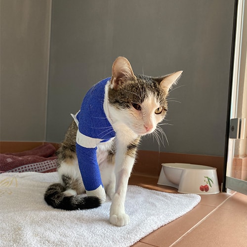 Hilfe für Katzenkitten