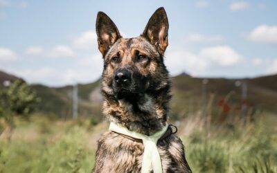 Stadt Wien bietet „Gratis-Registrieren“ von Hunden an