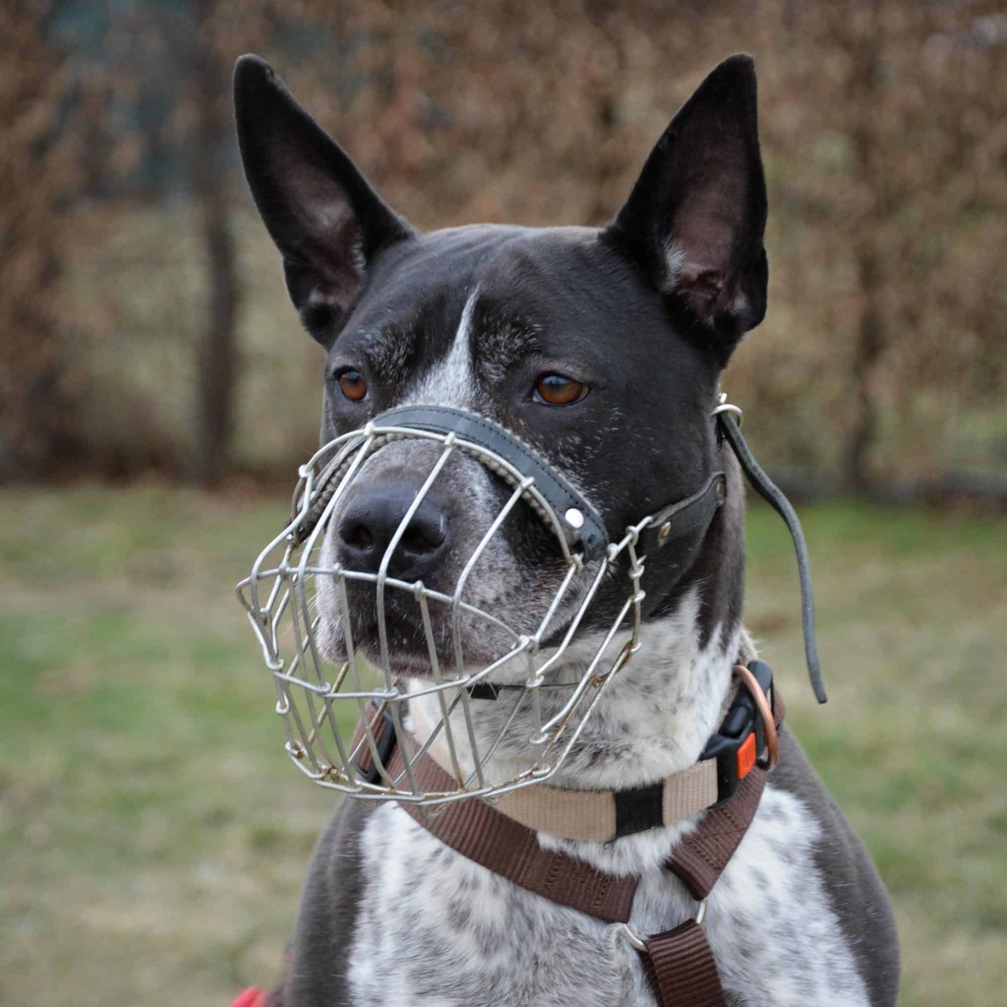 Ein Hund sitzt auf der Wiese.