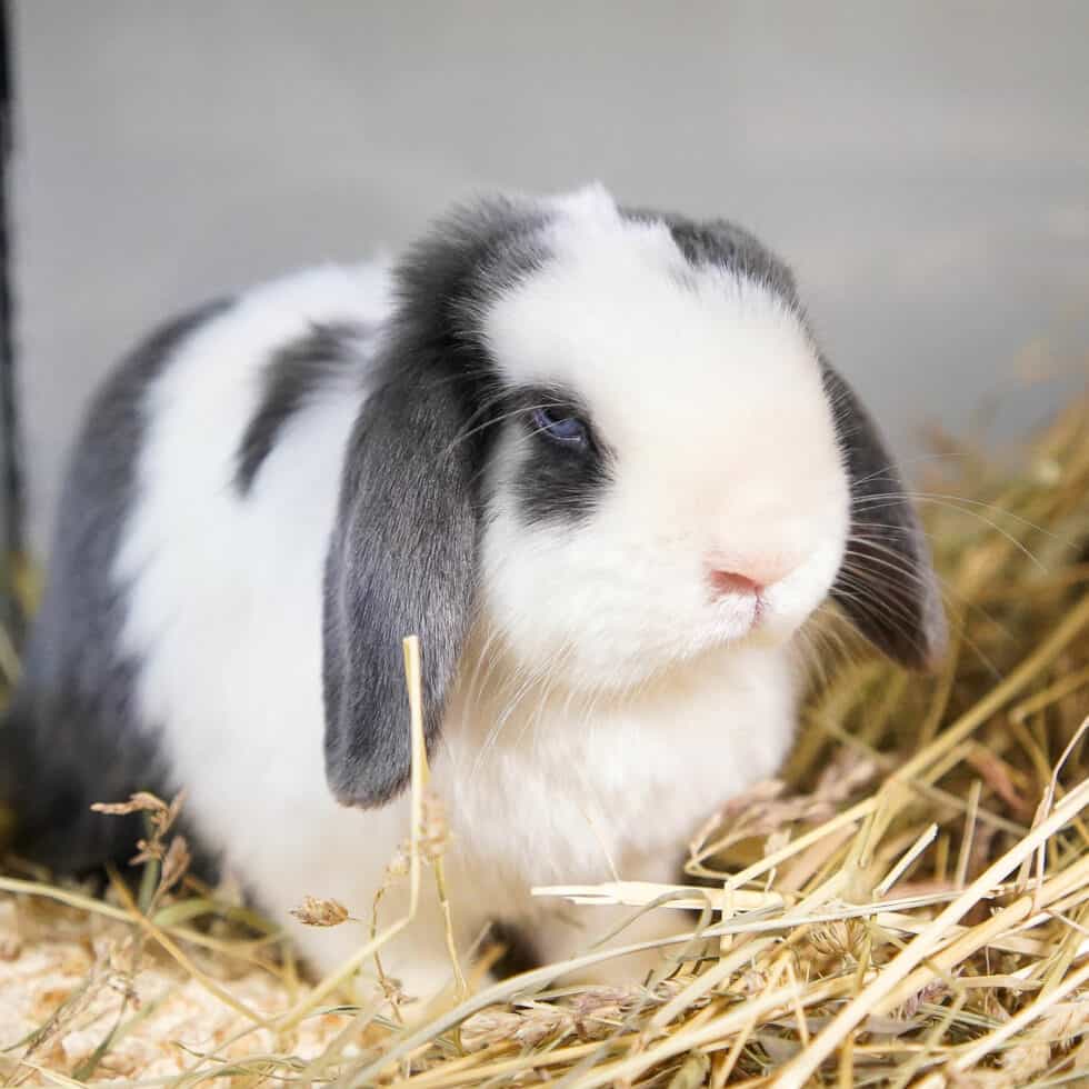 Die Verdauung des Kaninchens TierQuarTier Wien