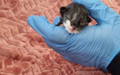 Wien Simmering: Drei neugeborene Kätzchen im Müllraum entsorgt