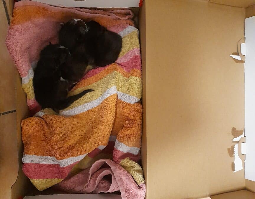 Drei neugeborene Kätzchen im Müllraum entsorgt