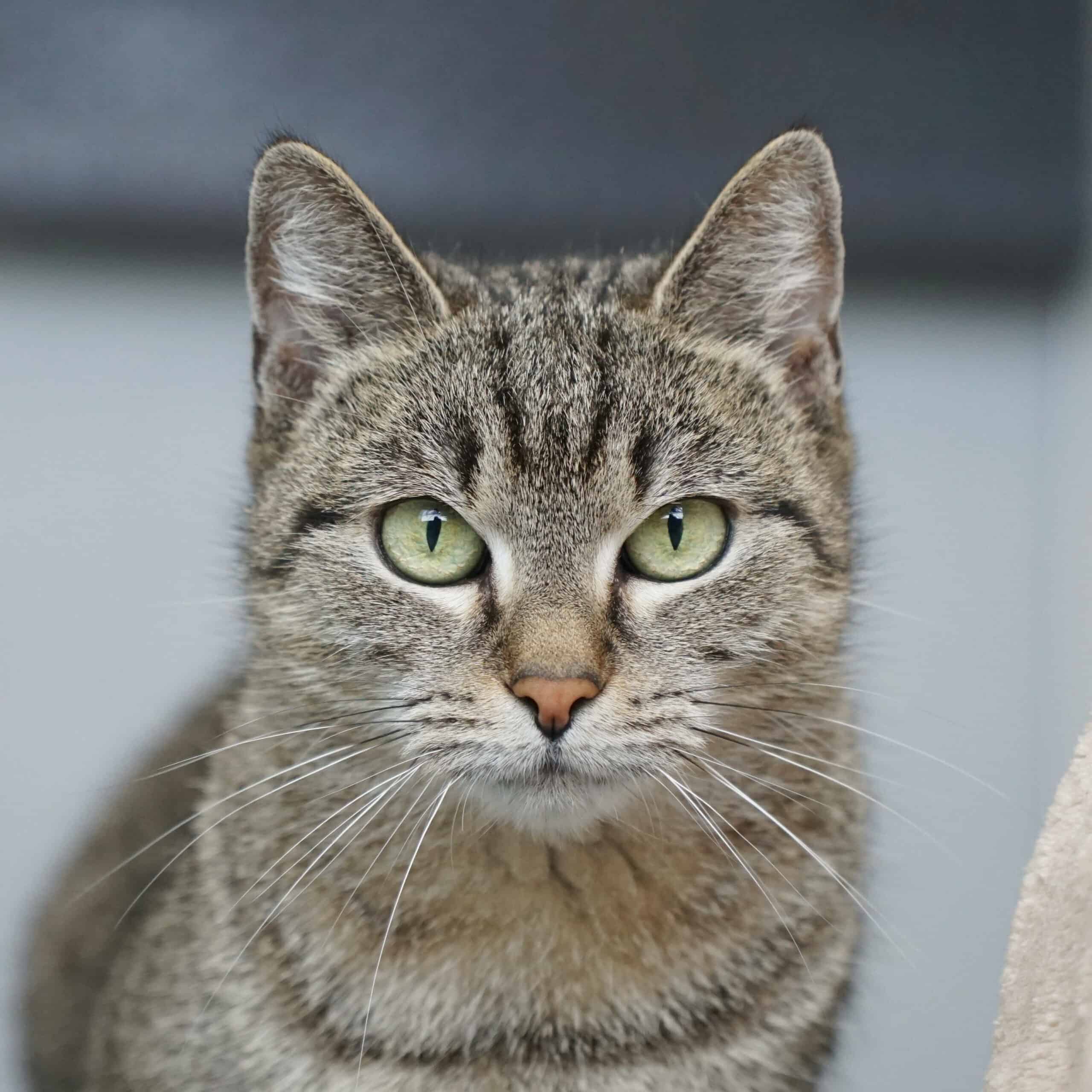 Eine Katze schaut in die Kamera