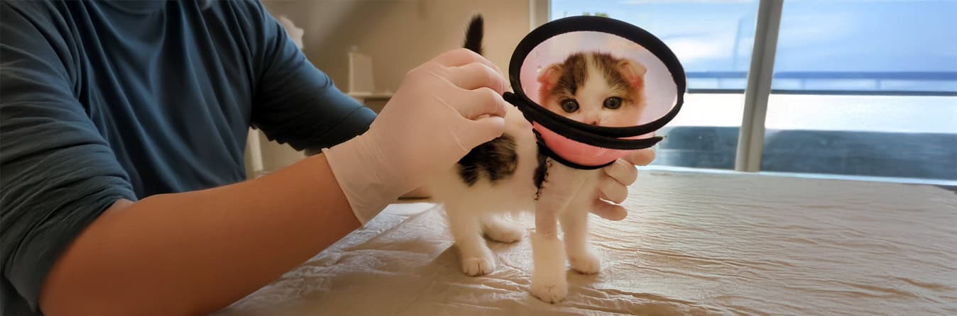 Header_Pixie_Katzenflut