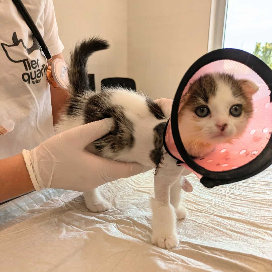 Spendenprojekt Katzenflut Pixie HM4