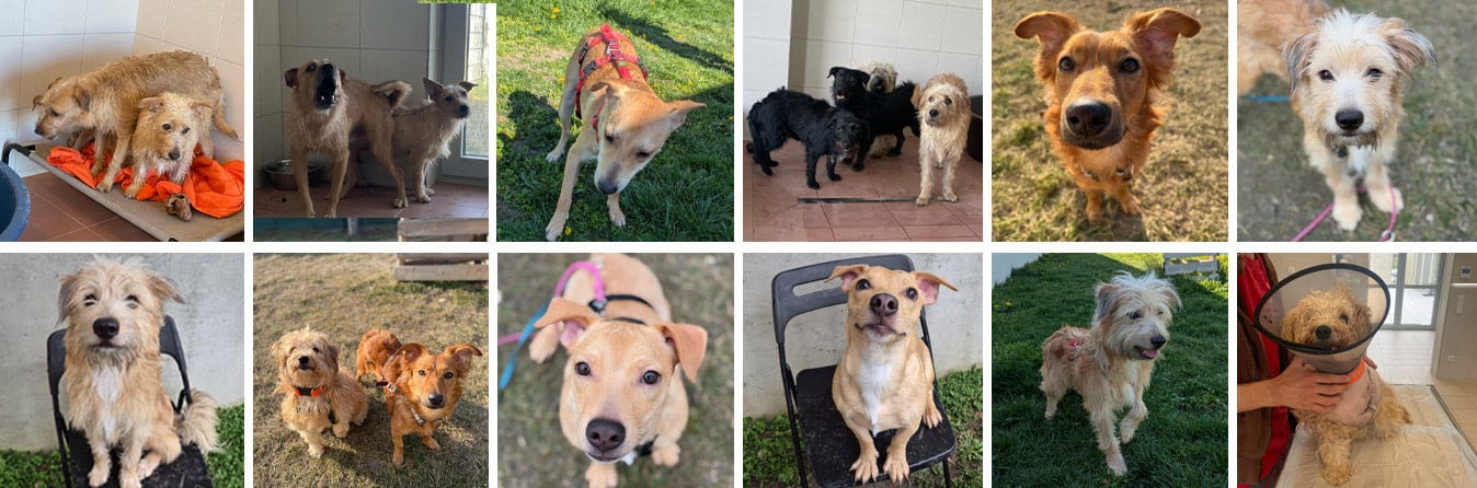 18 Hunde HM5 Spendenprojekt 18 Hunde HM5 Spendenprojekt