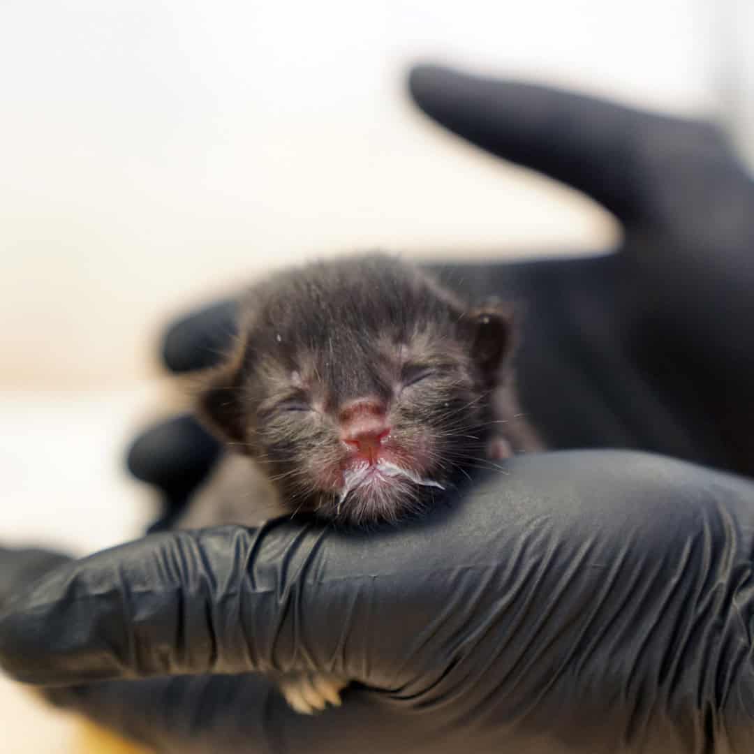 Spendenprojekt Kitten in Not Spendenprojekt Kitten in Not