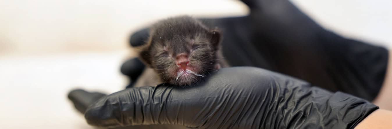 Spendenprojekt Kitten in Not Spendenprojekt Kitten in Not