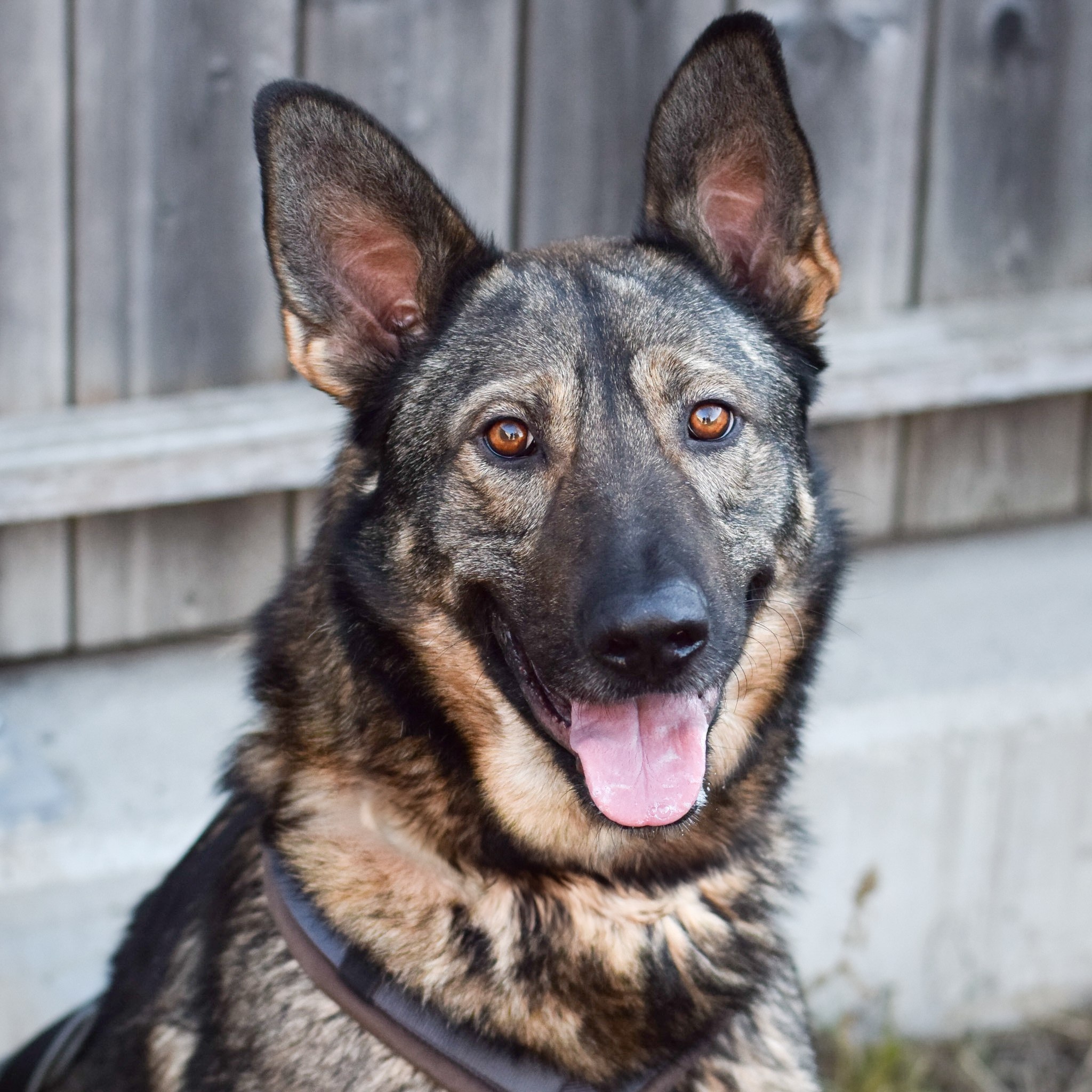 Eine Katze schaut in die Kamera