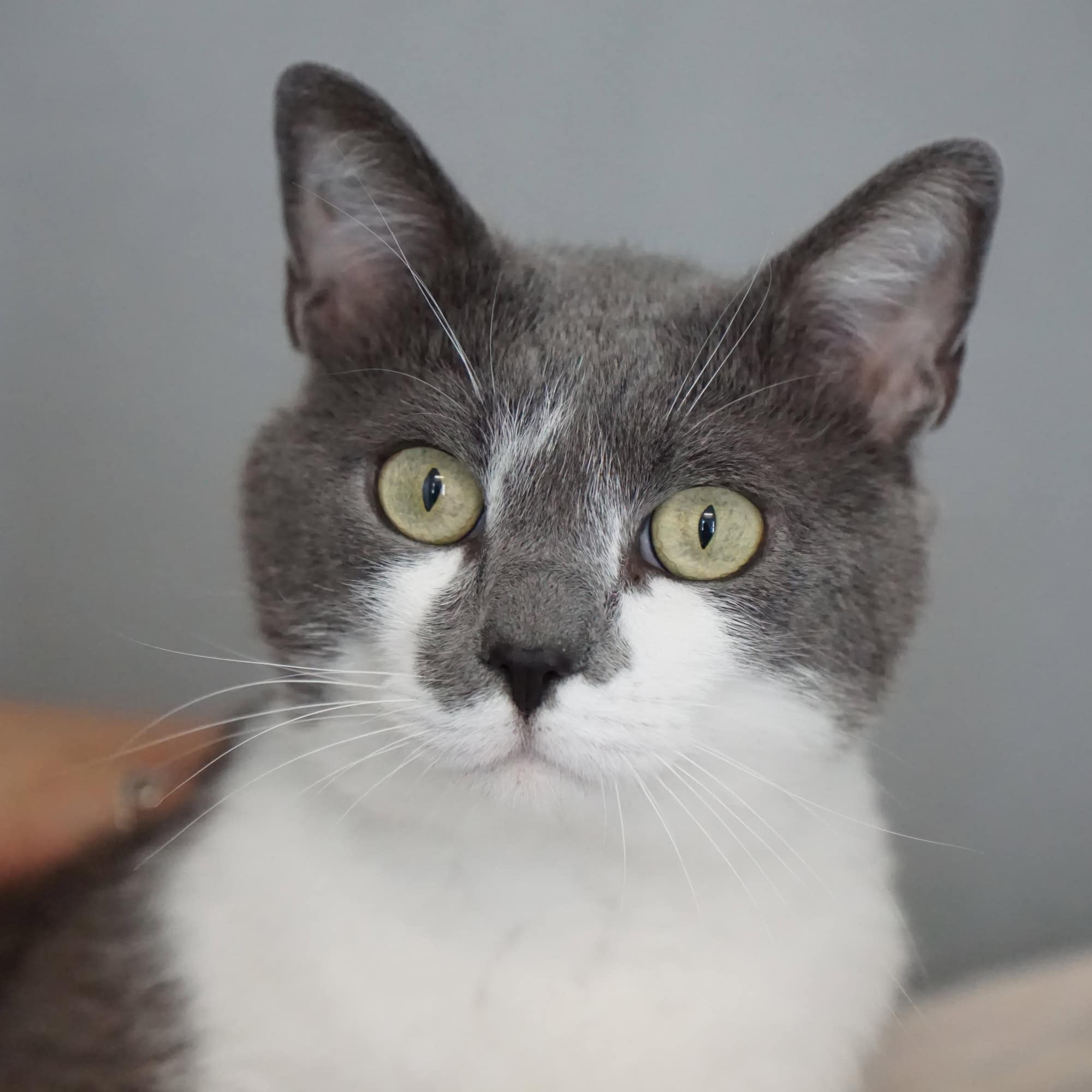 Eine Katze schaut in die Kamera