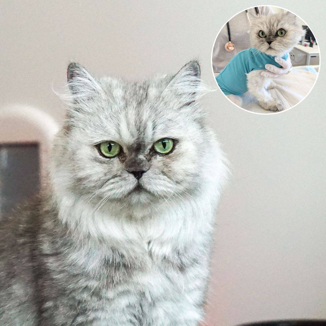 Abschluss Spendenprojekt Katze Mirabell