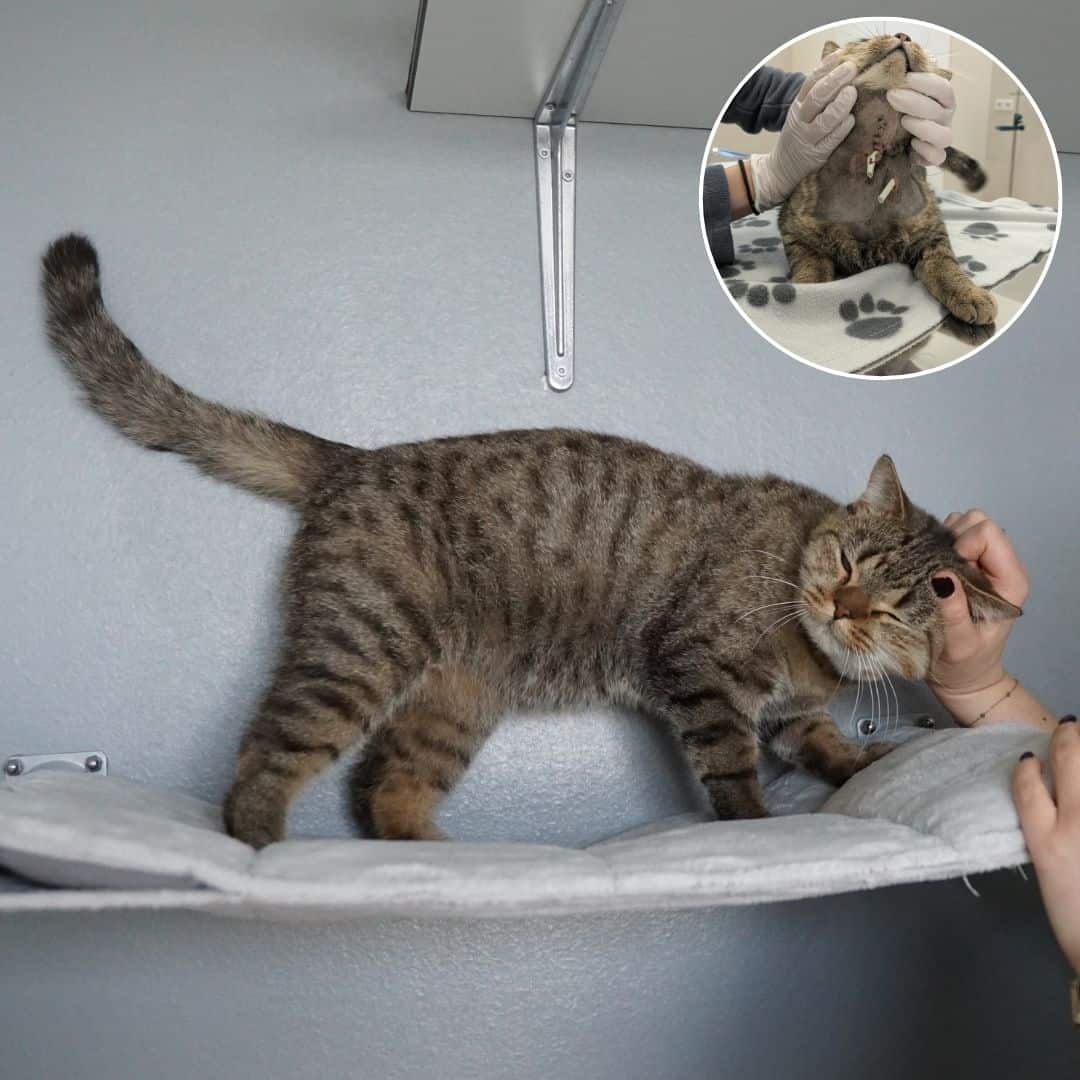Abschluss Spendenprojekt Katze Paddington