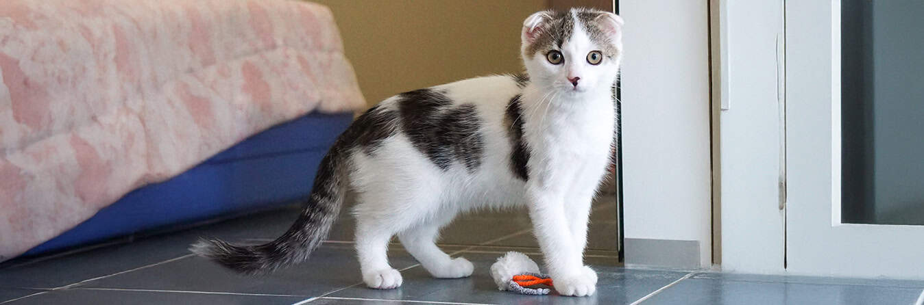 Header_Pixie_Katzenflut