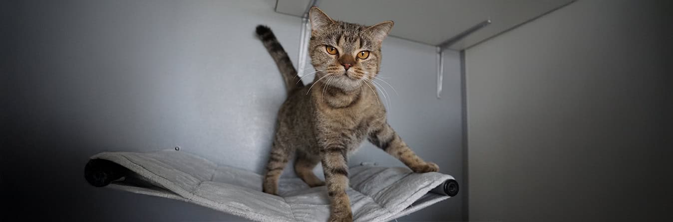 Abschluss-Spendenseite-Header Abschluss Spendenprojekt Katze Paddington