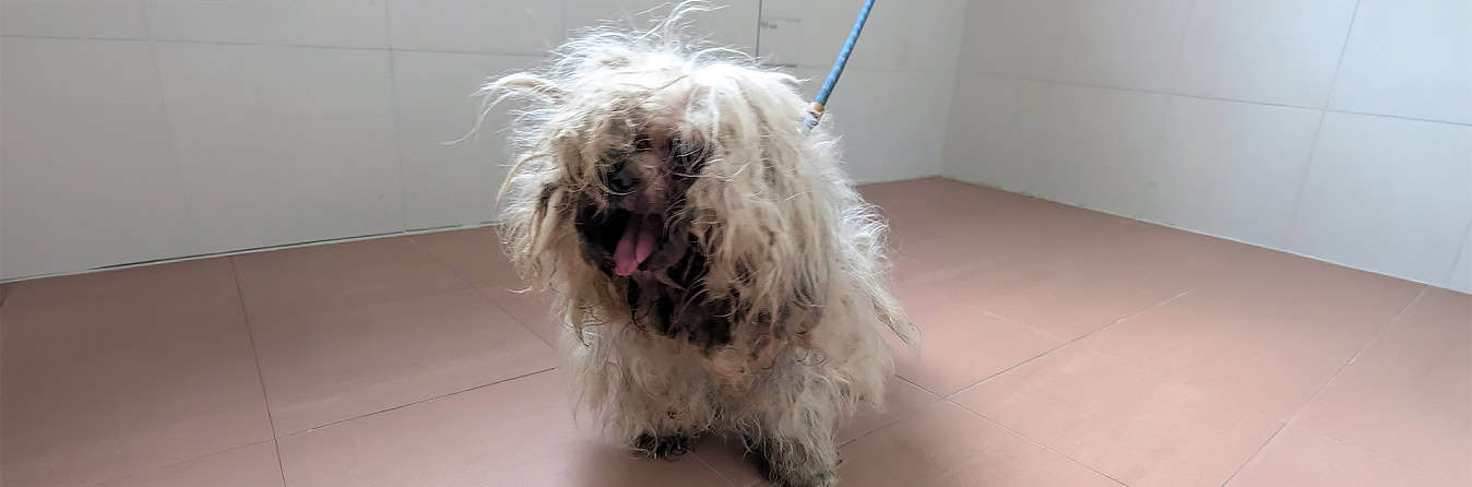 Spendenprojekt Idefix