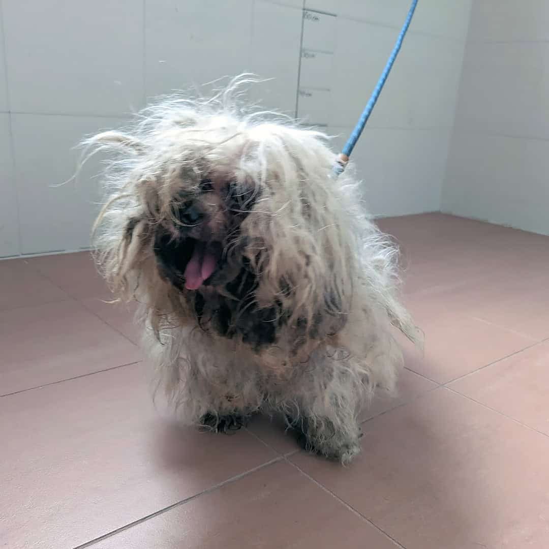 Spendenprojekt Idefix