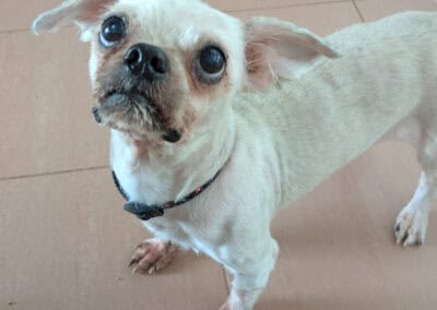 Hund Idefix, nachdem er von den Fellplatten befreit wurde