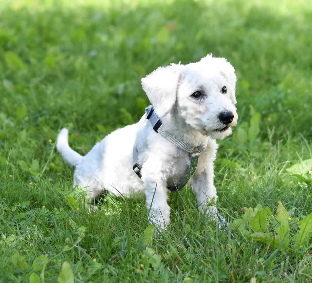 TQ_DB_78579 Eine Katze schaut in die Kamera