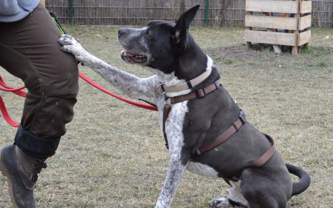 „Hunde für Profis“ startet: Die neue Pflegestelle bei Hundetrainer*innen