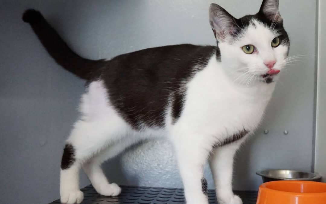 Vortrag: Was ist gutes Futter für Hund und Katze?