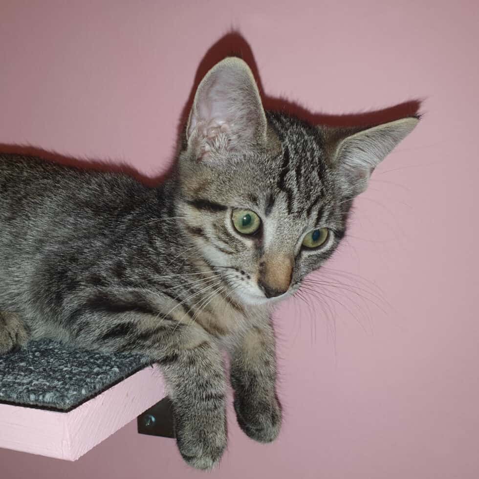 Maddy (und Merlin) - TierQuarTier Wien