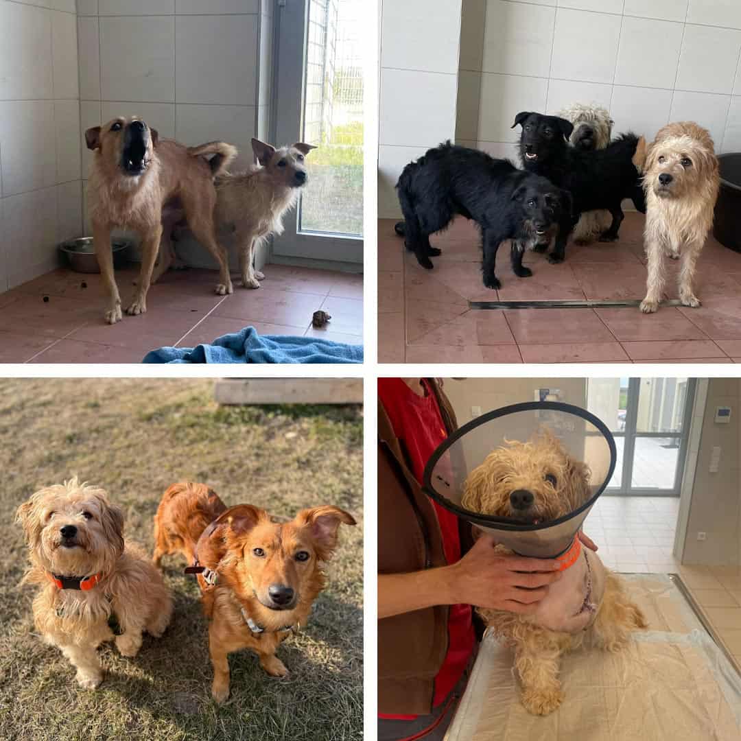 Spendenprojekt 18 Hunde
