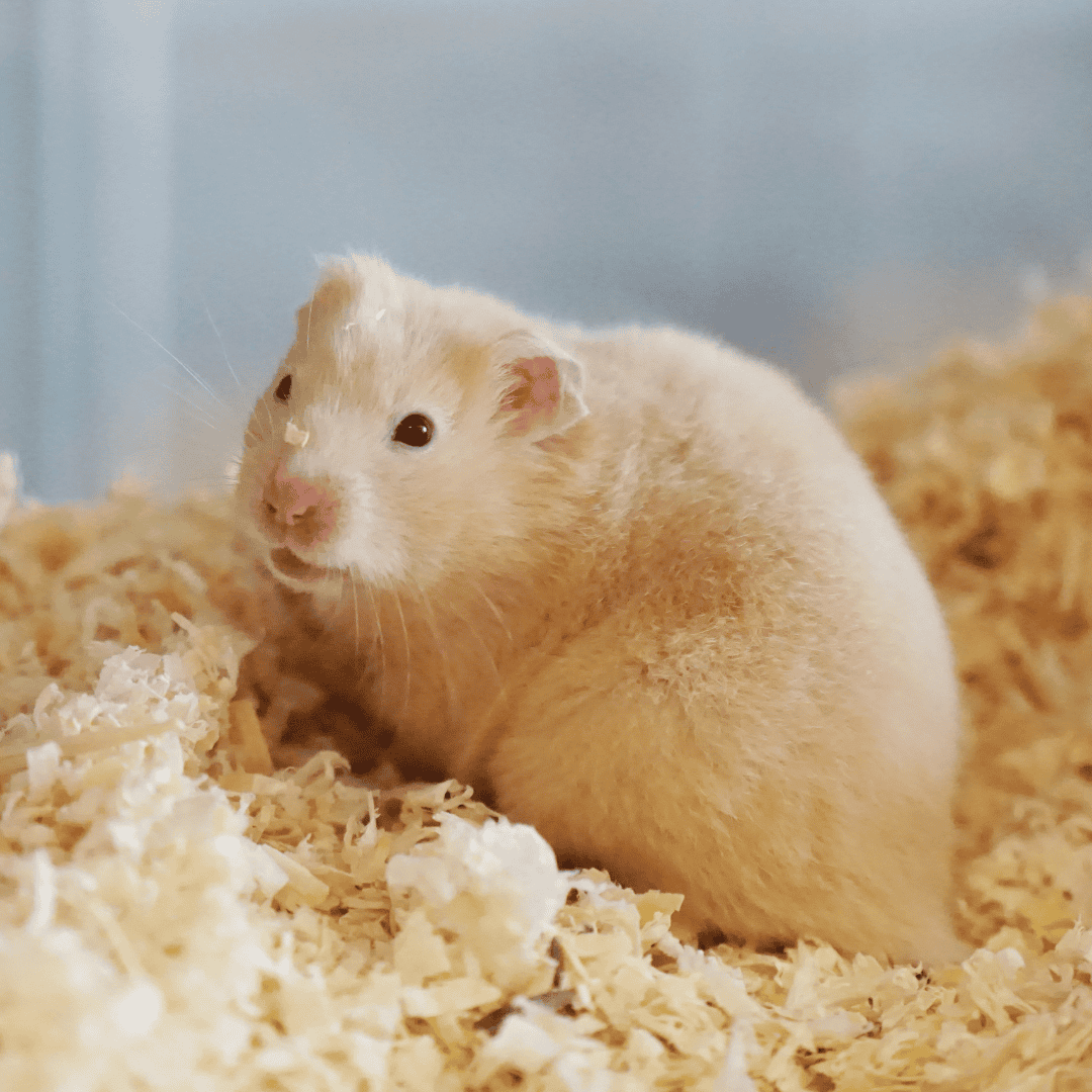 Wunschzettel Hamster Karnella