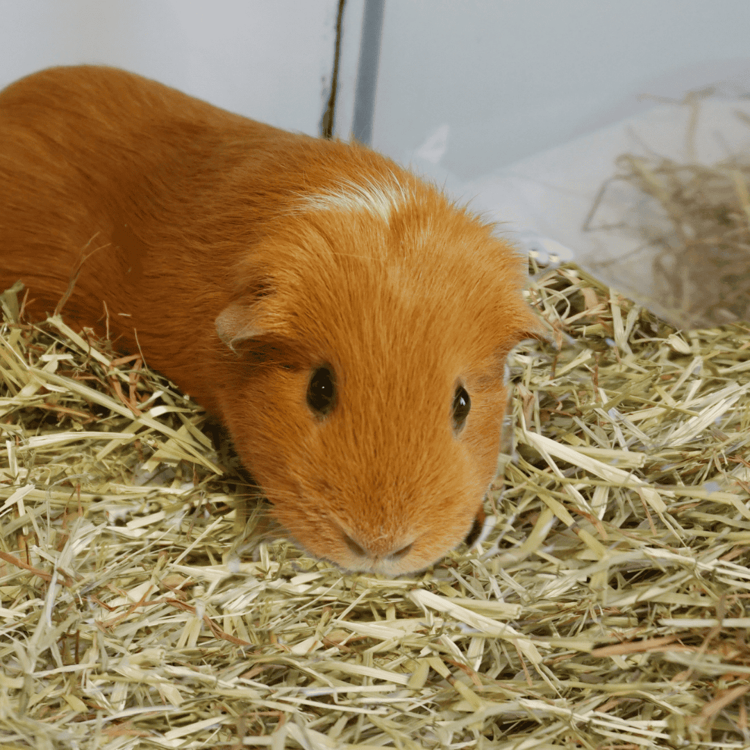 Wunschzettel Meerschweinchen Hazel